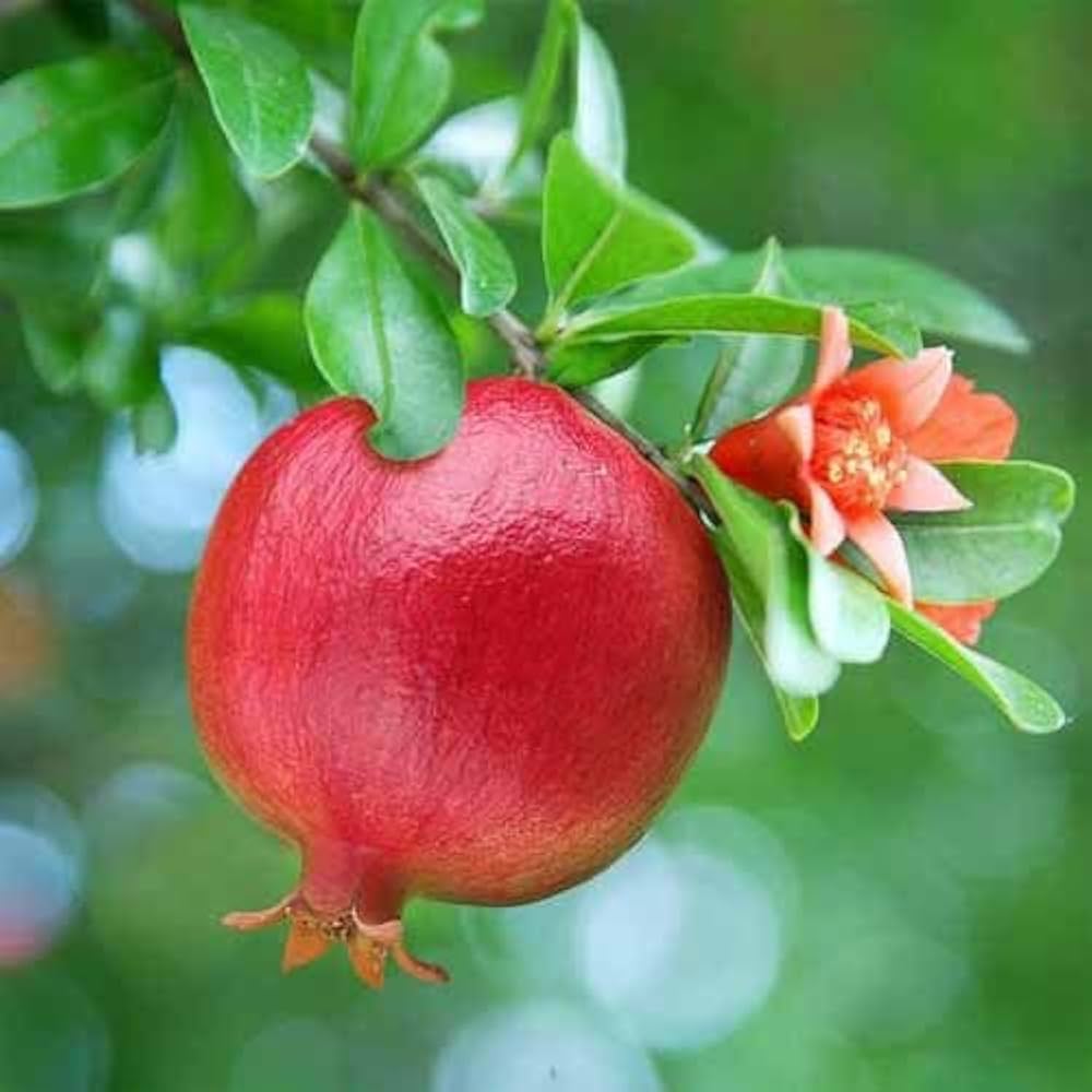Pomegranate Seeds for Planting Punica Granatum home orchard fruit garden