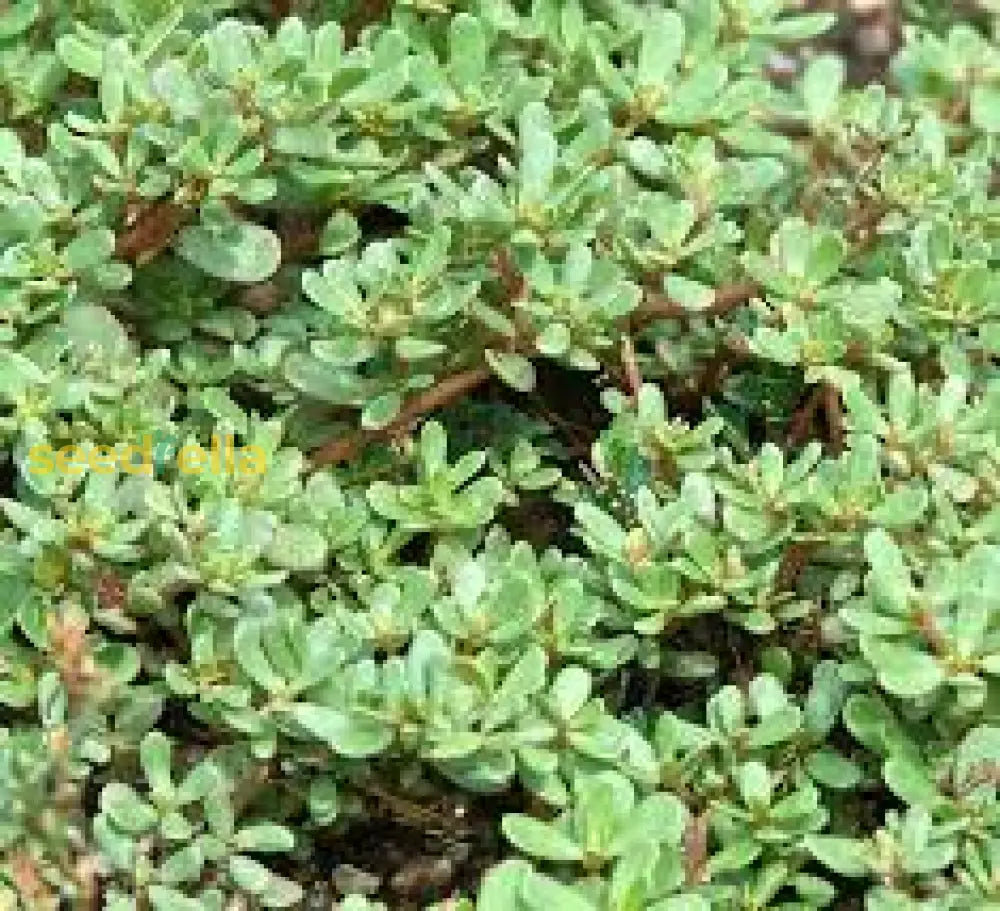 Green Portulaca Oleracea Planting Seeds for Vibrant Gardens