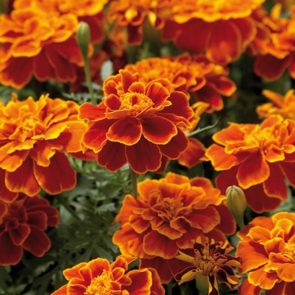 French Marigold 'Safari Scarlet' – Bold & Striking Red Garden Flower