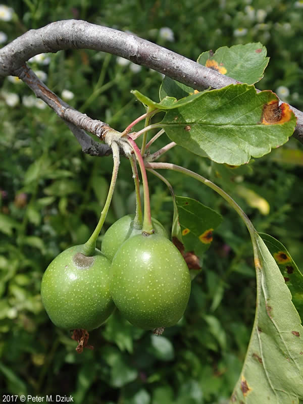 Prairie Crabapple (Malus ioensis) Apple Seeds