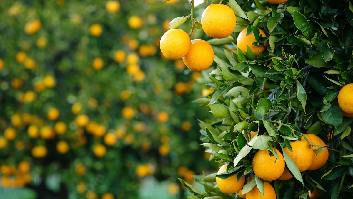 Erstklassige Orangensamen für lebendiges Wachstum
