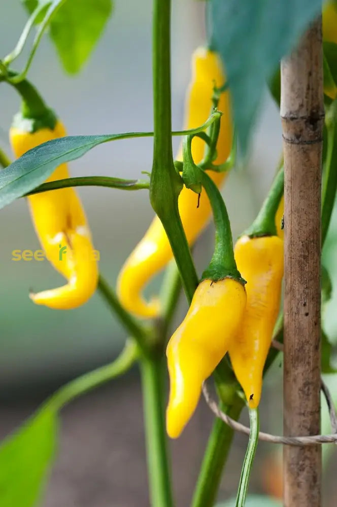 Yellow Pepper Vegetable Seeds for Planting