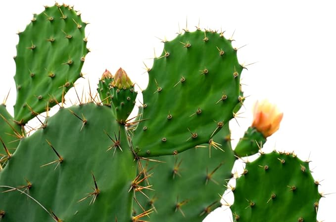 Prickly Pear Cactus Opuntia spp Seeds for Planting in Desert Garden