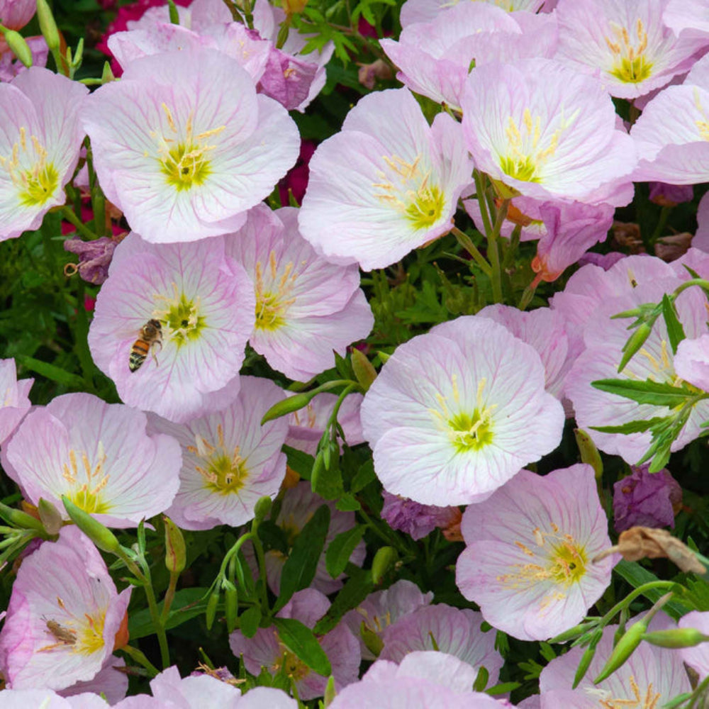Mexican Evening Primrose Flower Seeds