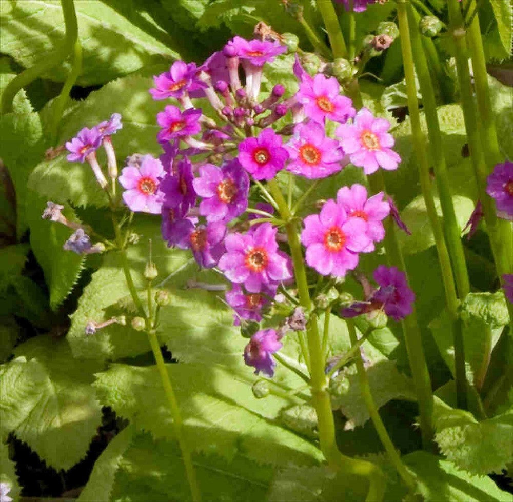 Primula Japonica Flower seeds for Planting Compact Growth Heirloom & GMO Free Seeds for Home Garden