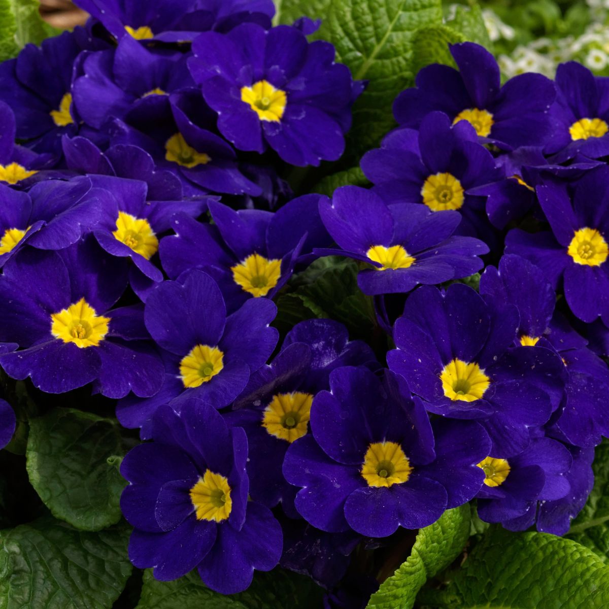 Blue Cobalt Primrose Flower seeds for Planting Garden Favorite Heirloom & GMO Free Seeds for Home Garden
Sale seeds for home garden planting