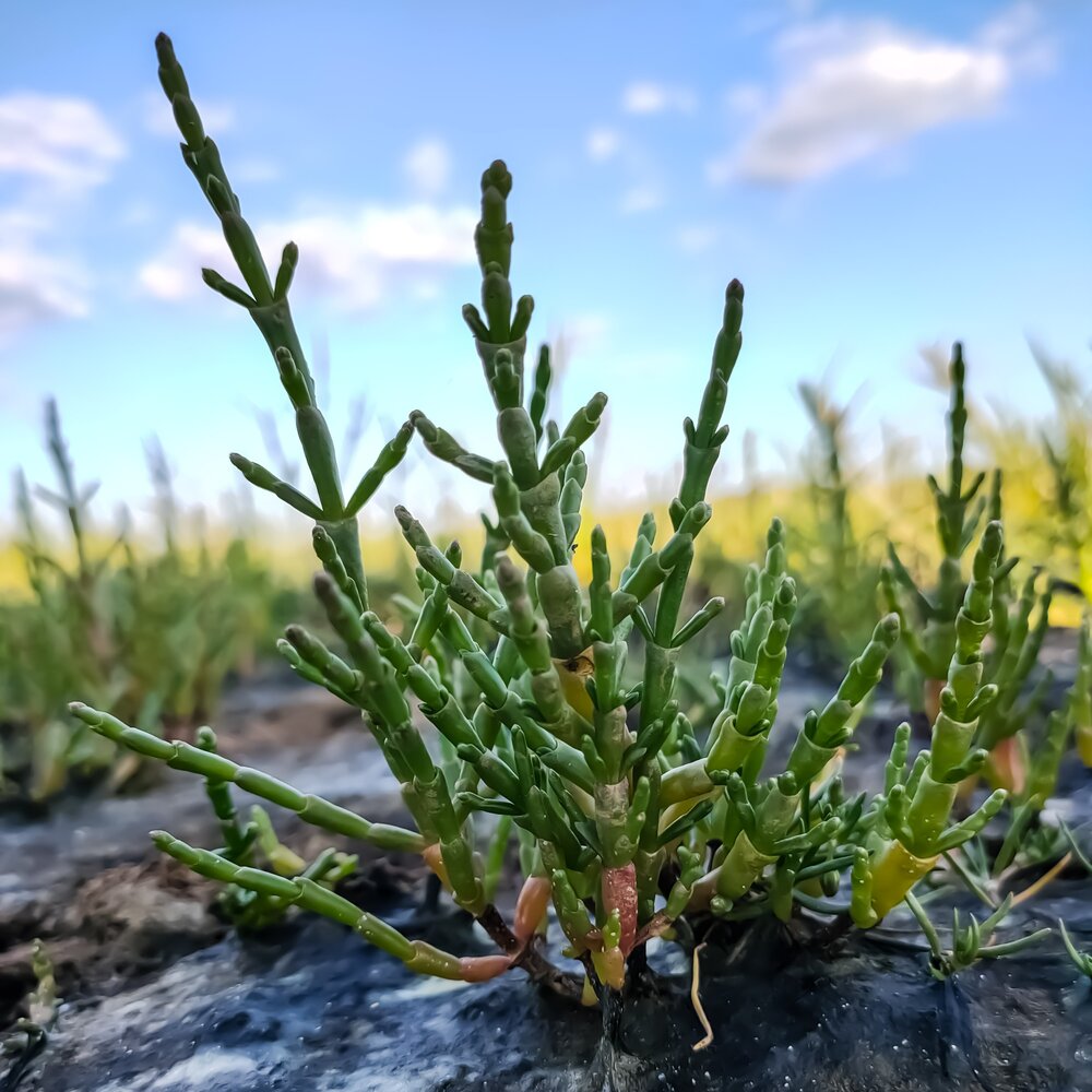 Graines de légumes de salicorne
