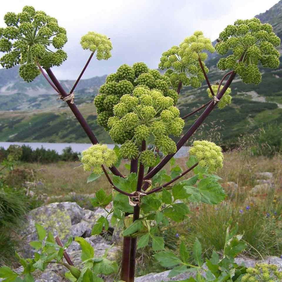 Semi di Erba di Angelica Archangelica