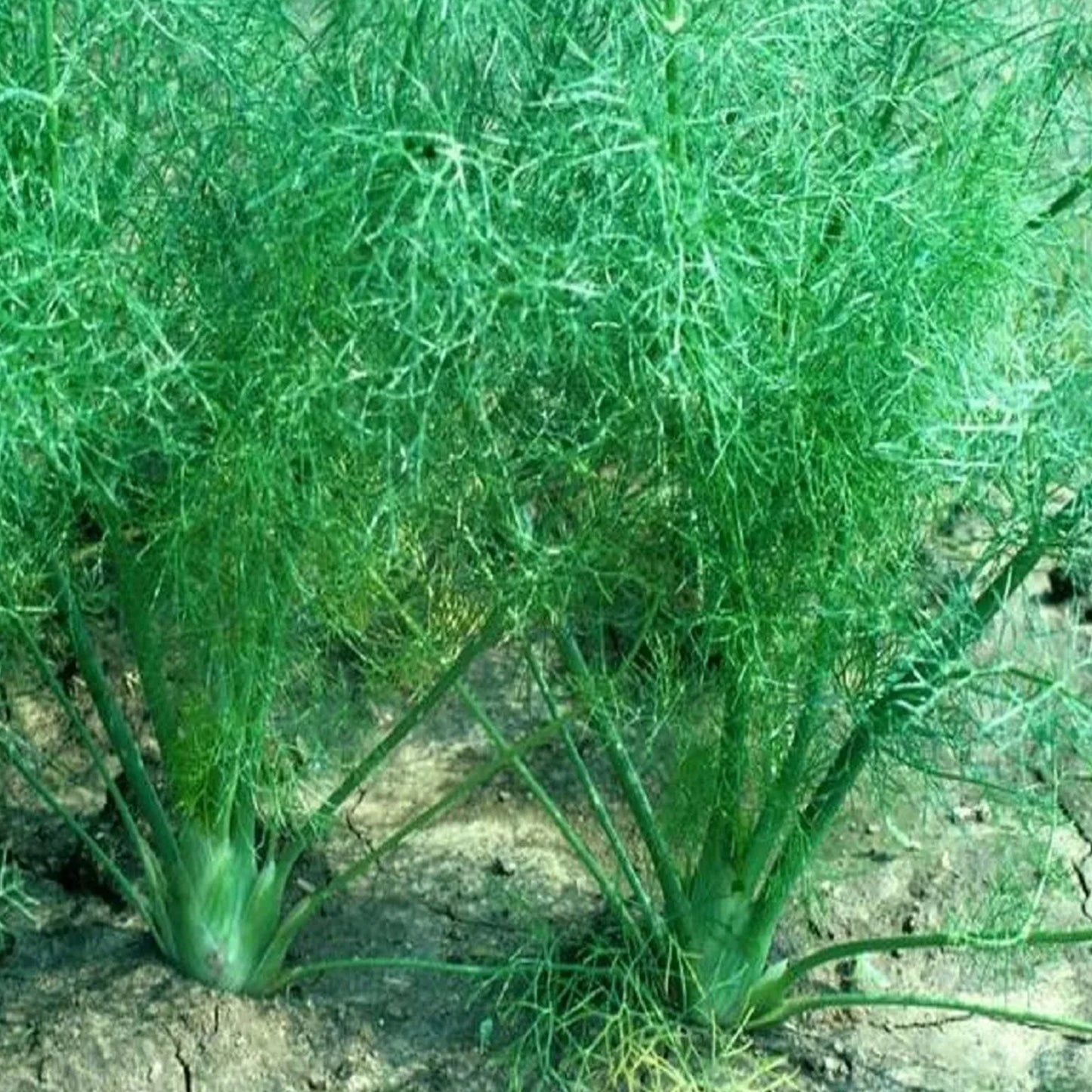 Common Fennel (Foeniculum vulgare) Herb Seeds for Planting – Heirloom, Non-GMO, Easy to Grow