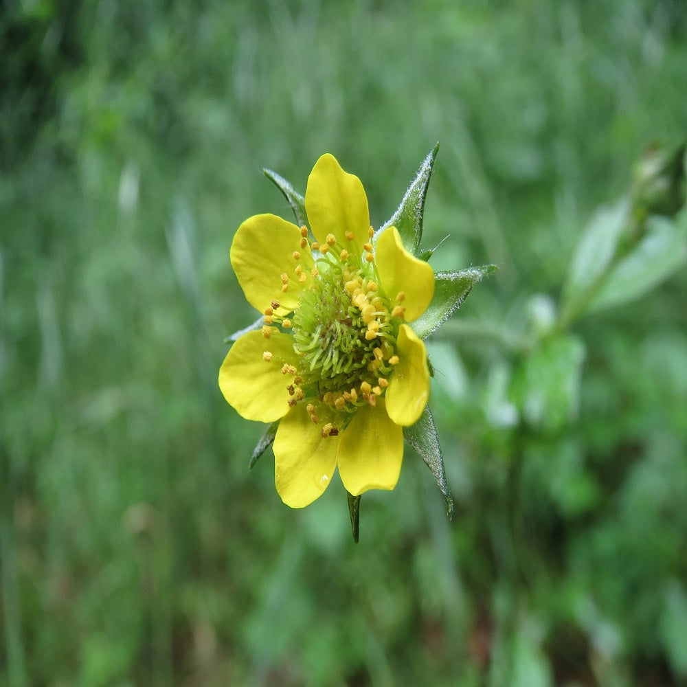 Wald-Nelkenwurz-Kräutersamen