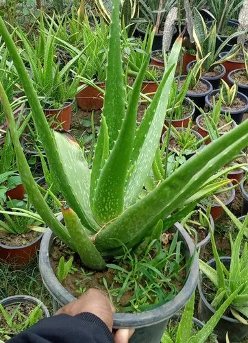 Aloe Vera Herb Seeds for Planting – Heirloom, Non-GMO, Easy to Grow, Medicinal Herb