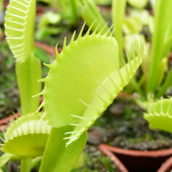 Green Venus Flytrap – Live Carnivorous Plant for Insect Control & Unique Home Décor