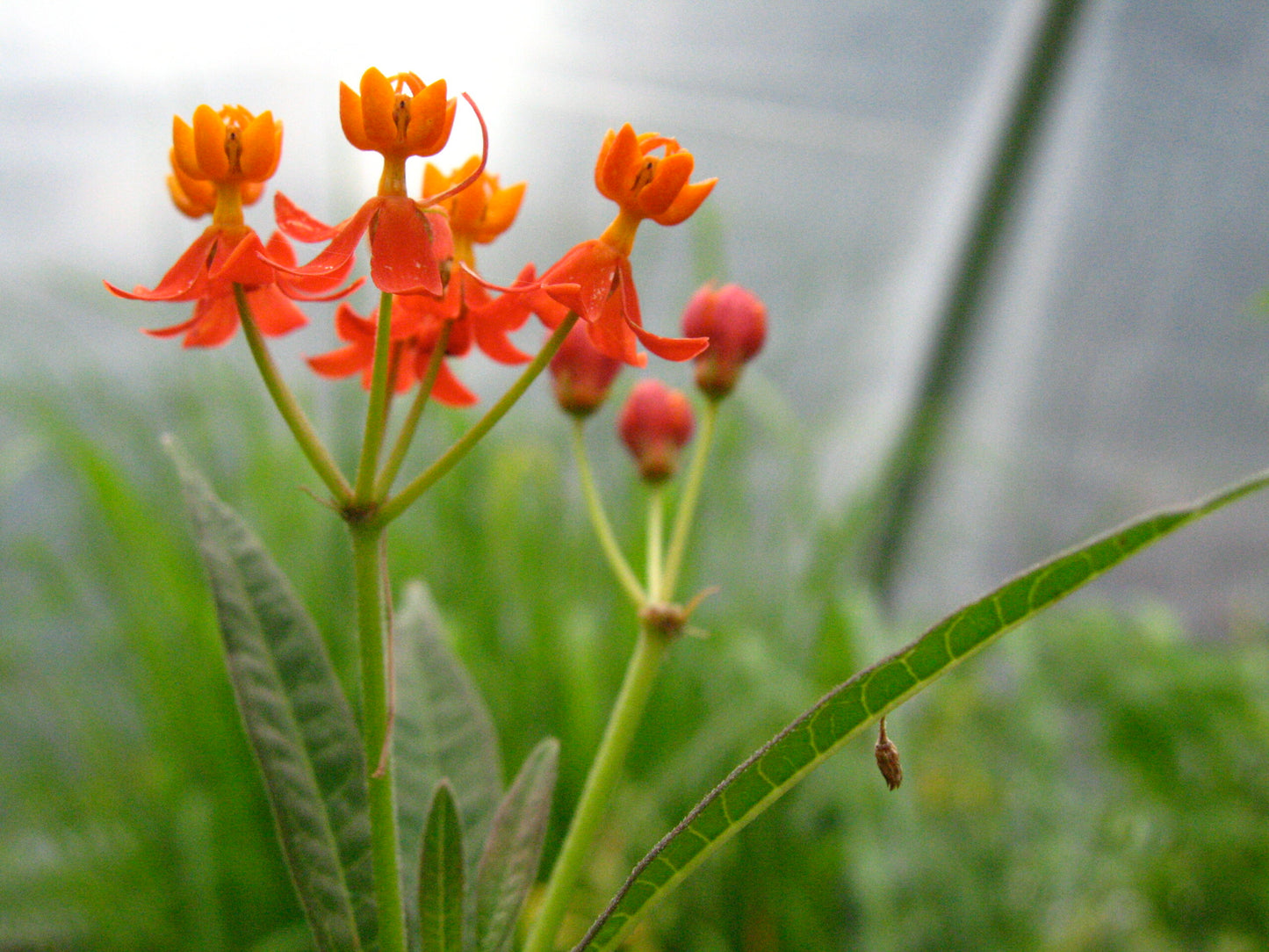 Bloodflower Milkweed Flower Seeds