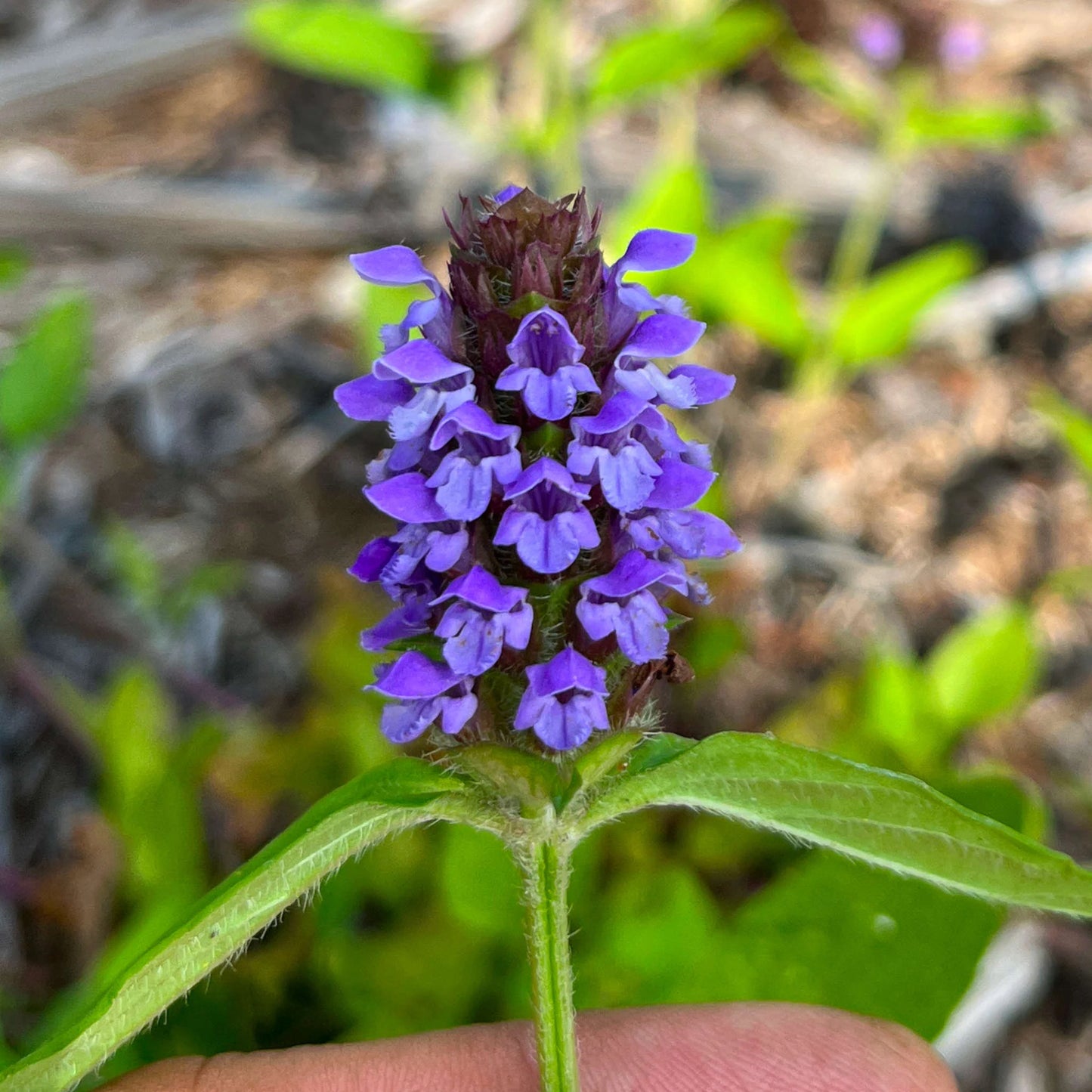 Prunella Vulgaris Flower Seeds