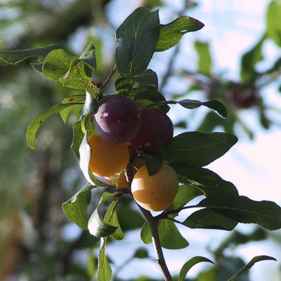 Chickasaw Plum Fruit Seeds