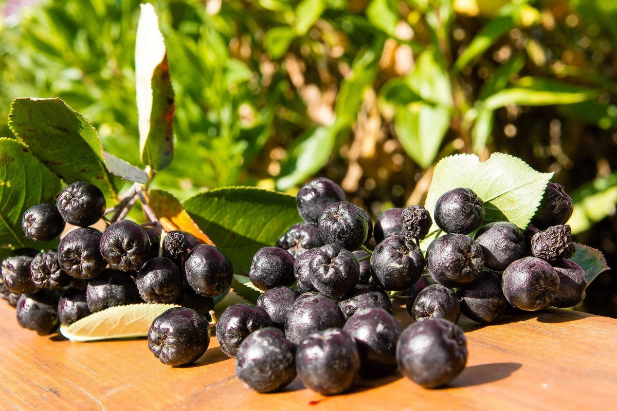 Purple Chokeberry (Aronia prunifolia) Fruit Shrub Seeds with White Flowers