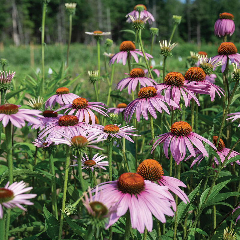 Purple Coneflower (Echinacea Purpurea) Heirloom Flower Herb Seeds