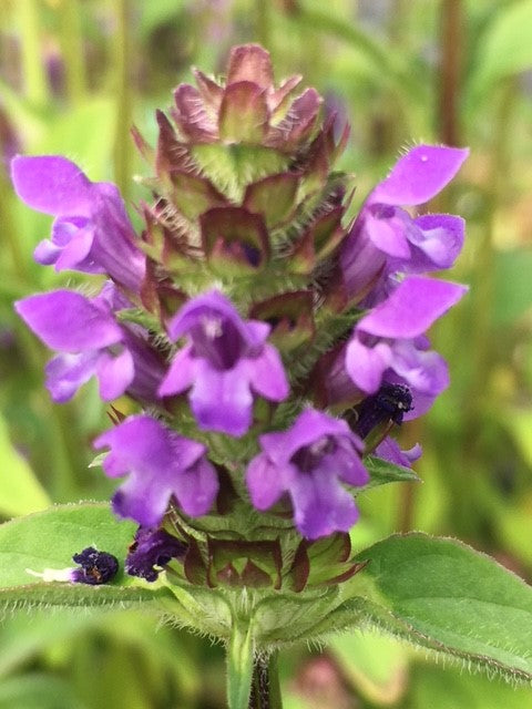 Heal All (Self Heal) Prunella vulgaris Purple Herb Flower Seeds