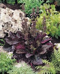 Purple Knockout Salvia (Lyrata), Lyre-Leaf Sage – Dark Purple Leaves & Lavender Blue Flowers – Herb Seeds