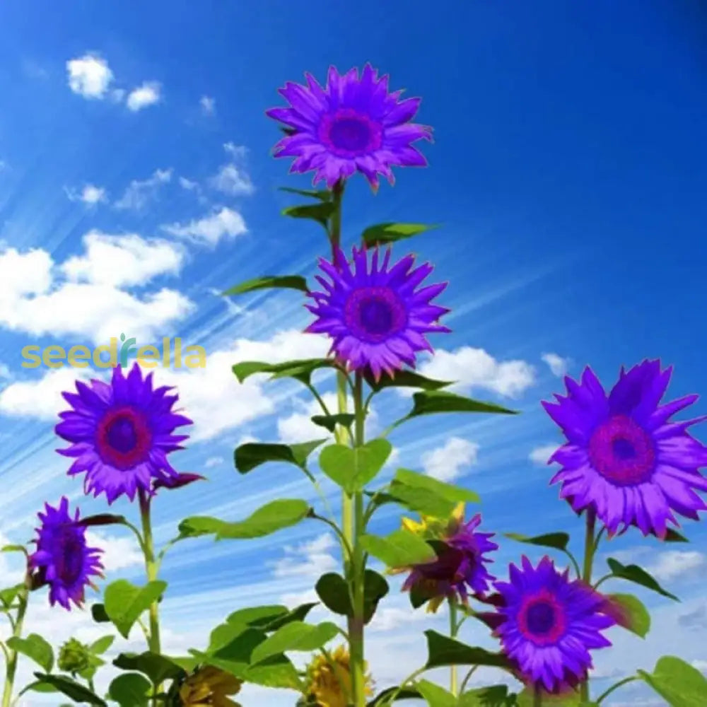 Purple Mini Sunflower Seeds For Planting Grow Your Garden Flower