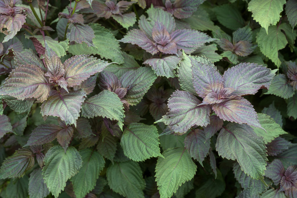 Purple Shiso (Perilla frutescens) Ornamental Herb Seeds – Green & Purple Leaves