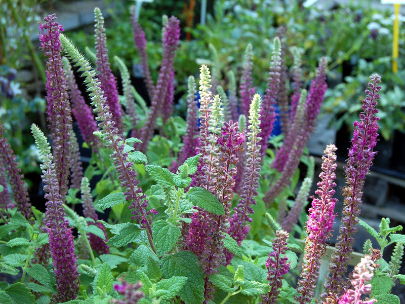 Purple Tails Wood Sage (Teucrium hyrcanicum) Caucasian Germander Herb Reddish Purple Flower Seeds