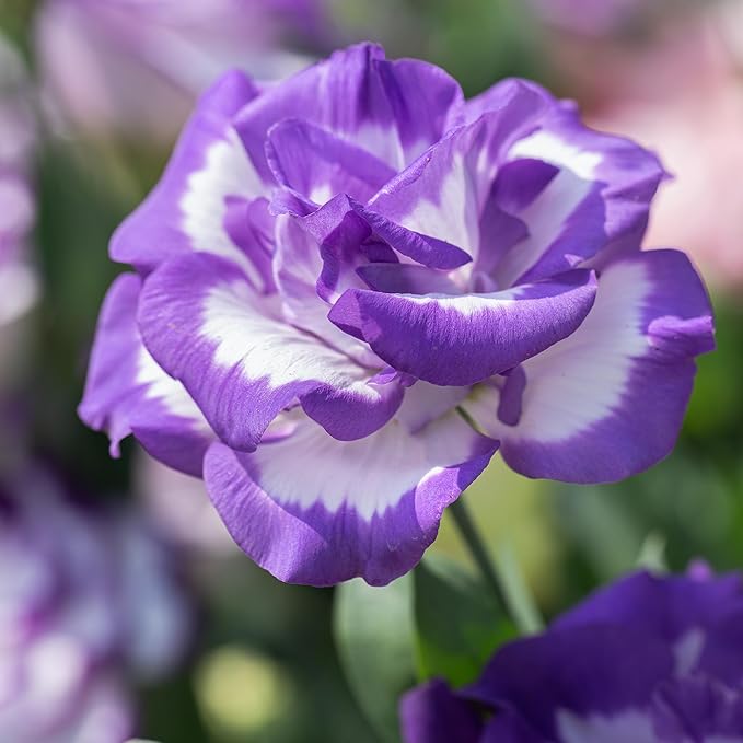 Violet White Lisianthus Flower seeds for Planting - Garden Favorite, Heirloom & GMO Free Seeds for Home Garden