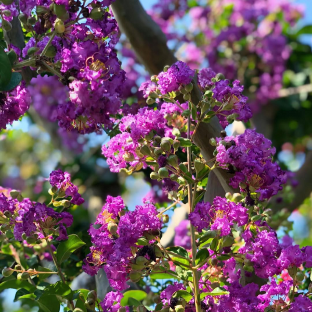 Purple Crepe Myrtle Flower Seeds