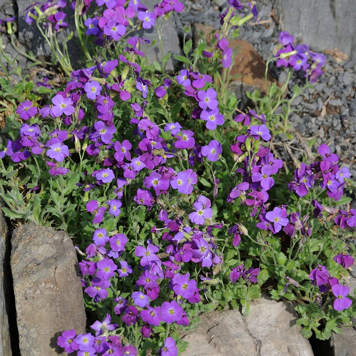 Semi di Fiore di Cress Rock