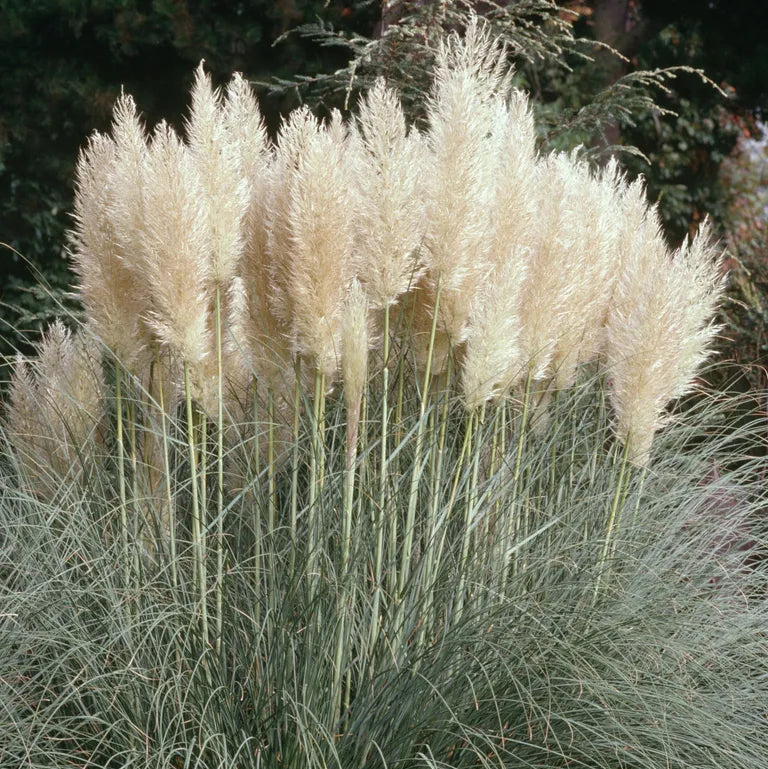White Fountain Grass Flower Seeds