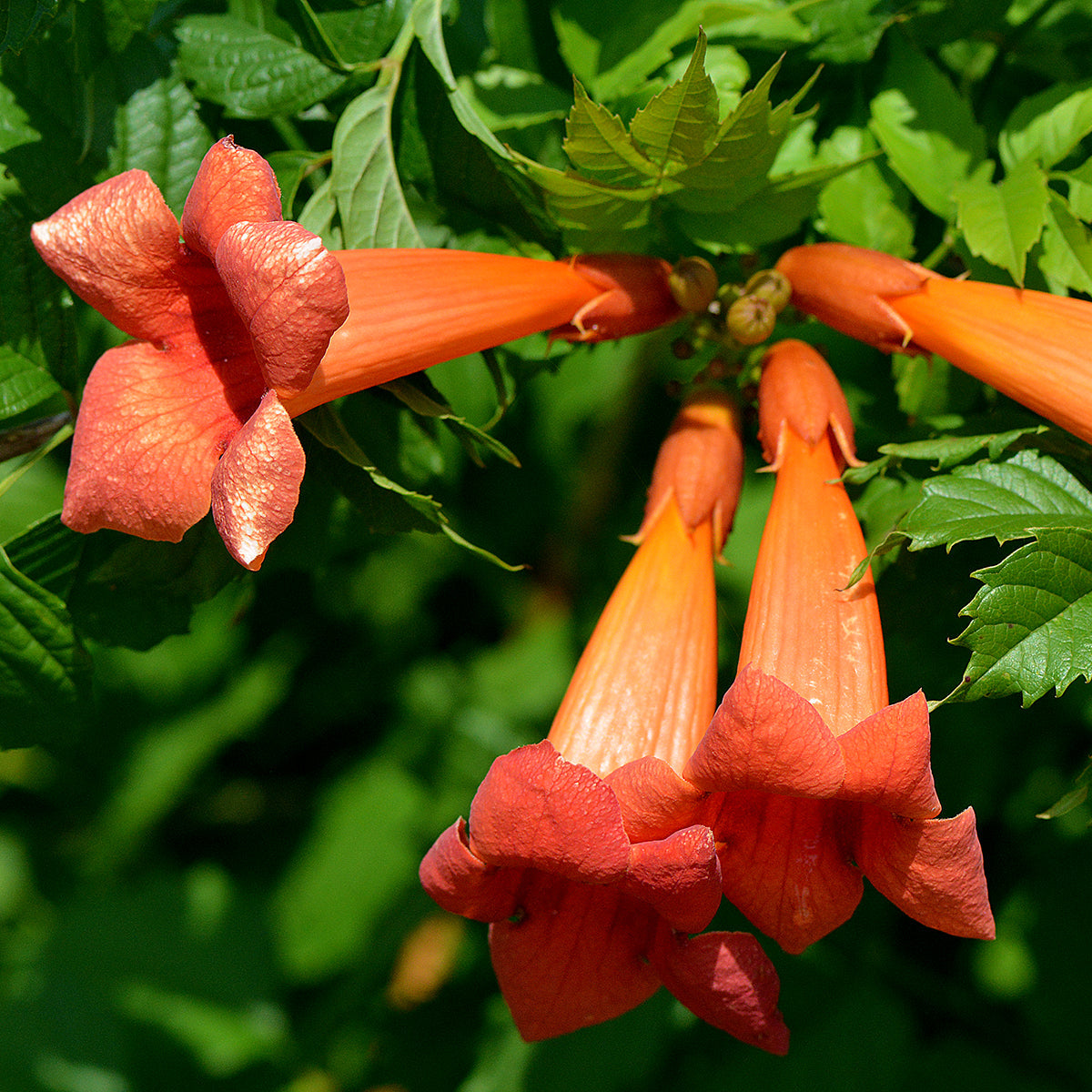 Scarlet Trumpet Vine Flower Seeds