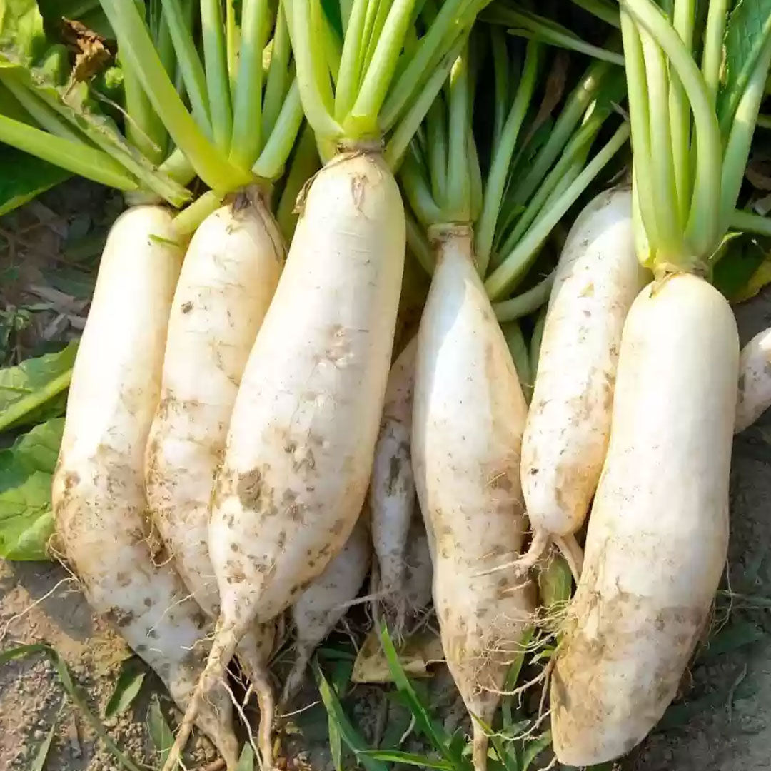 Semi di verdura di ravanello daikon