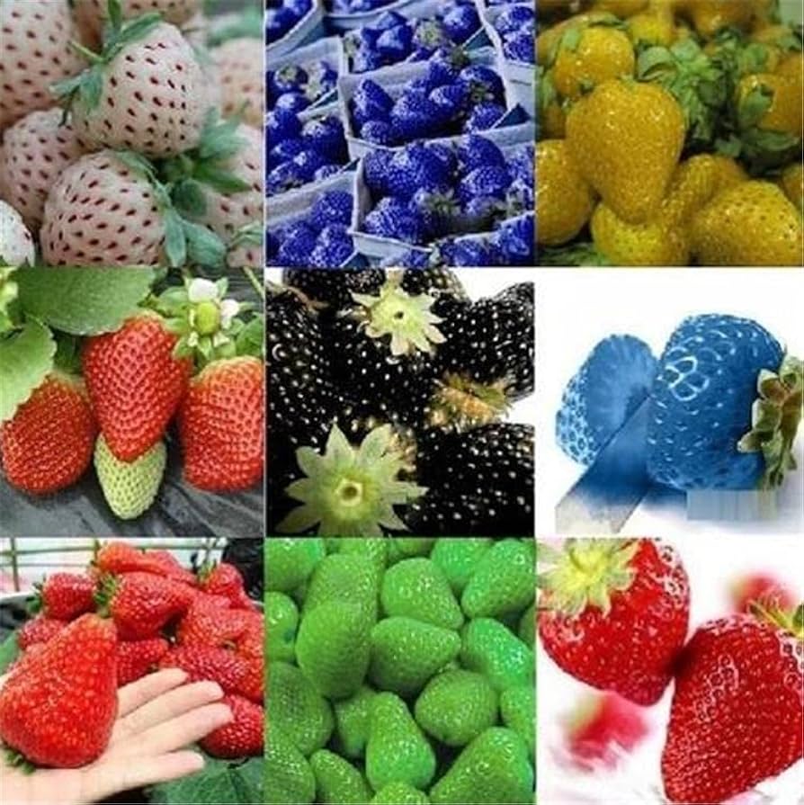rainbow treasure strawberry seeds Strawberry Fruit Seeds Rainbow Planting Organic Garden Seeds – Pure Asia  Seeds