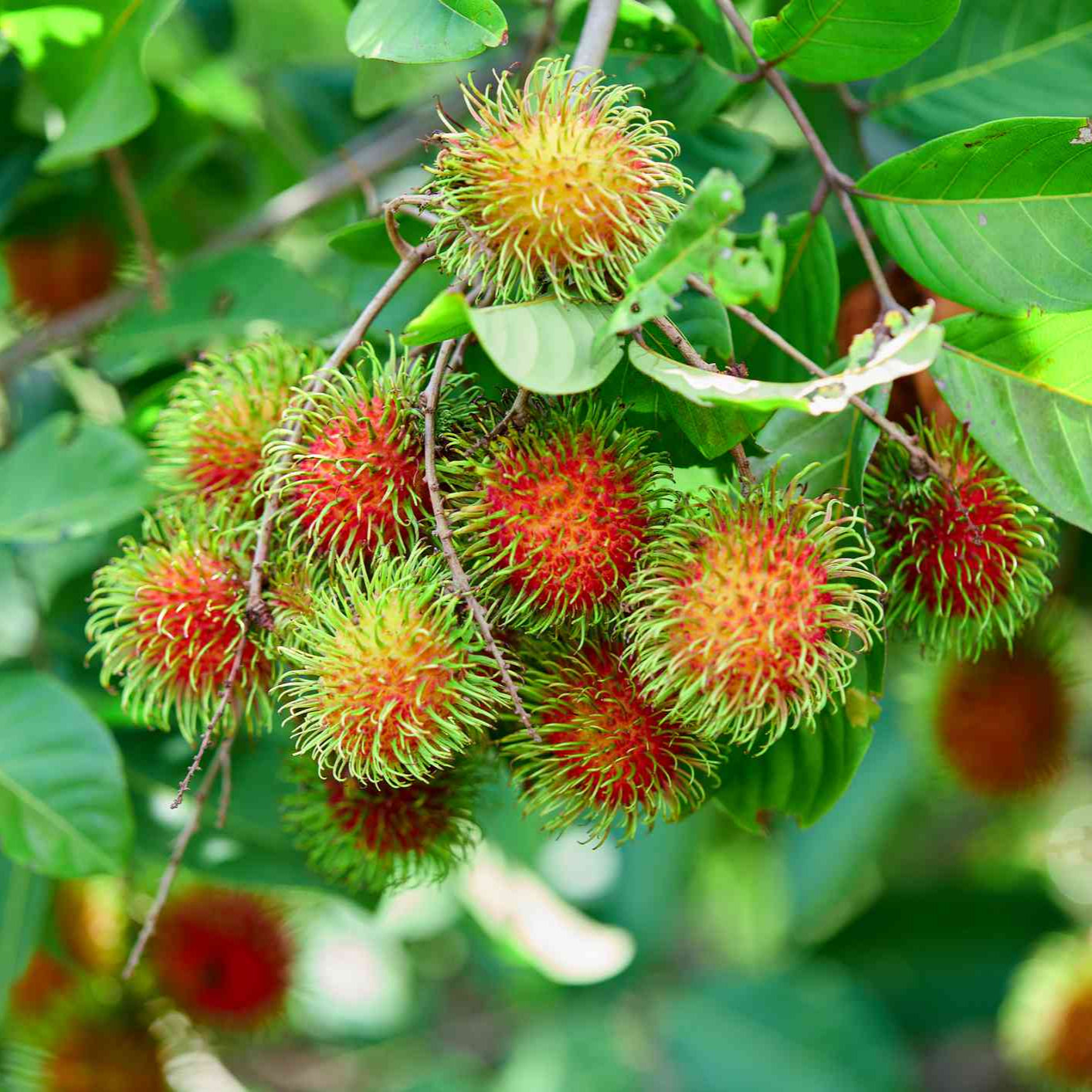 tropical plant seeds Rambutan Fruit Seeds for Planting – Heirloom, Non-GMO, Tropical Fruit – Pure Asia Seeds