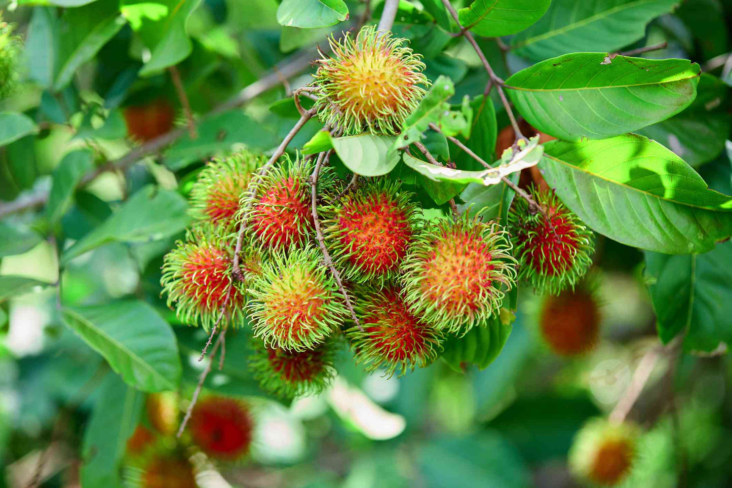 Rambutan Fruit Seeds for Planting – Heirloom, Non-GMO, Tropical Fruit