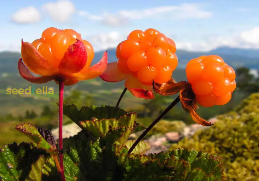 Cloudberry Planting Seeds - Cultivate Rare Garden Fruits
