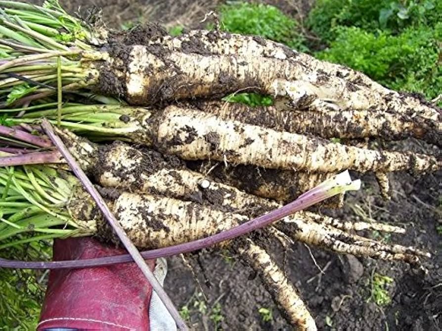 Wandering Charivnyk Seeds – Rare Ornamental or Herbaceous Variety