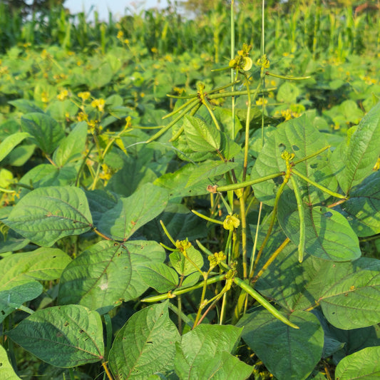 Mung Bean Vegetable Seeds for Planting – Heirloom, Non-GMO, Easy to Grow, Edible