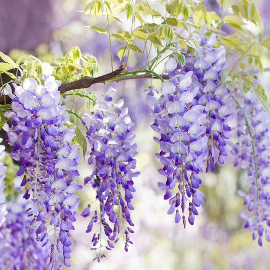 Wisteria (Wisteria sinensis) Flower Seeds for Planting – Heirloom, Non-GMO, Perennial, Climbing Vine
