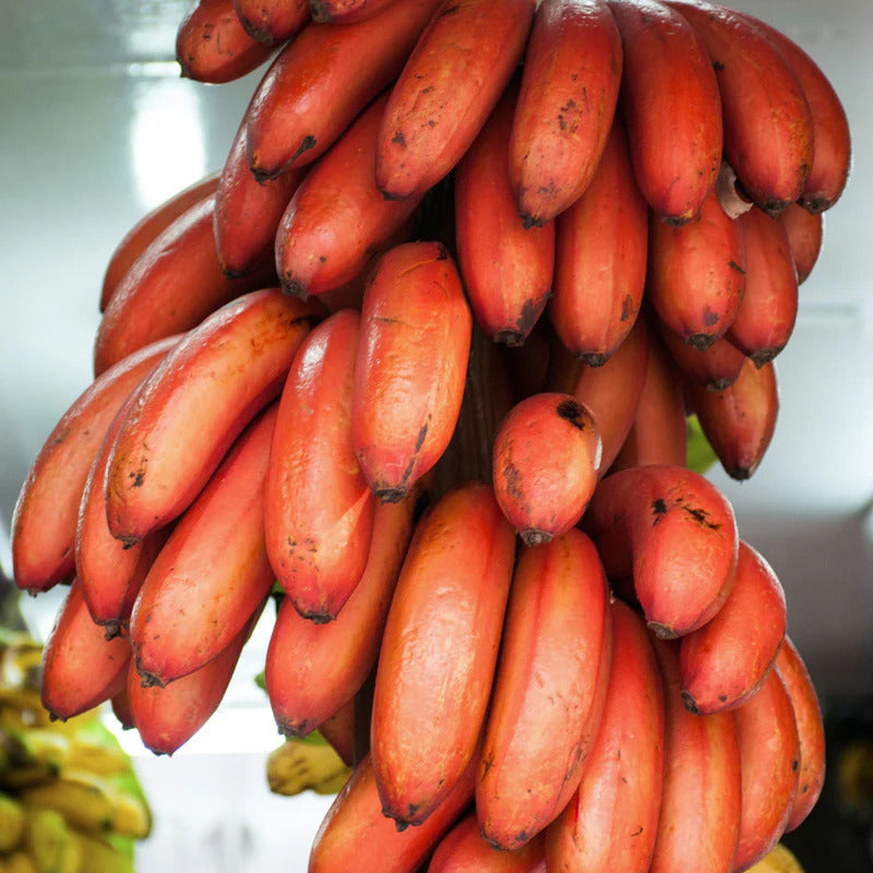 red banana plant seeds Red Banana Fruit Seeds For Planting Organic Garden Seeds – Pure Asia Seeds