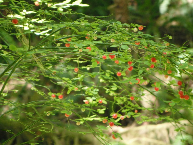 Red Huckleberry (Vaccinium parvifolium) – Red Blueberry & Red Bilberry – Pink Flower Berry Edible Fruit Shrub Seeds