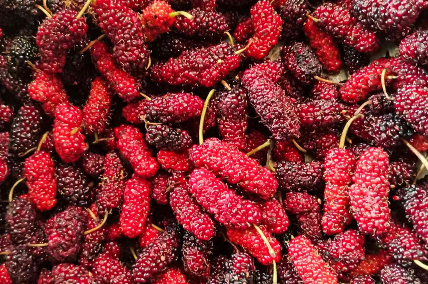 Red Mulberry Tree Seeds - Morus rubra