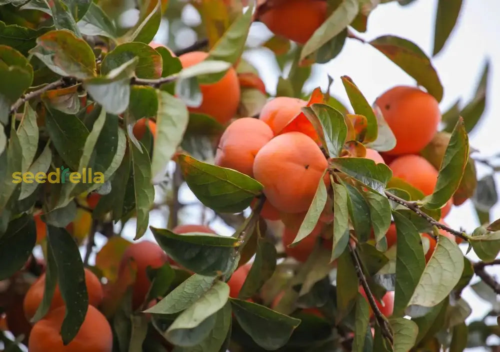 Red Diospyros Fruit Seeds for Planting - Grow Stunning Perennials