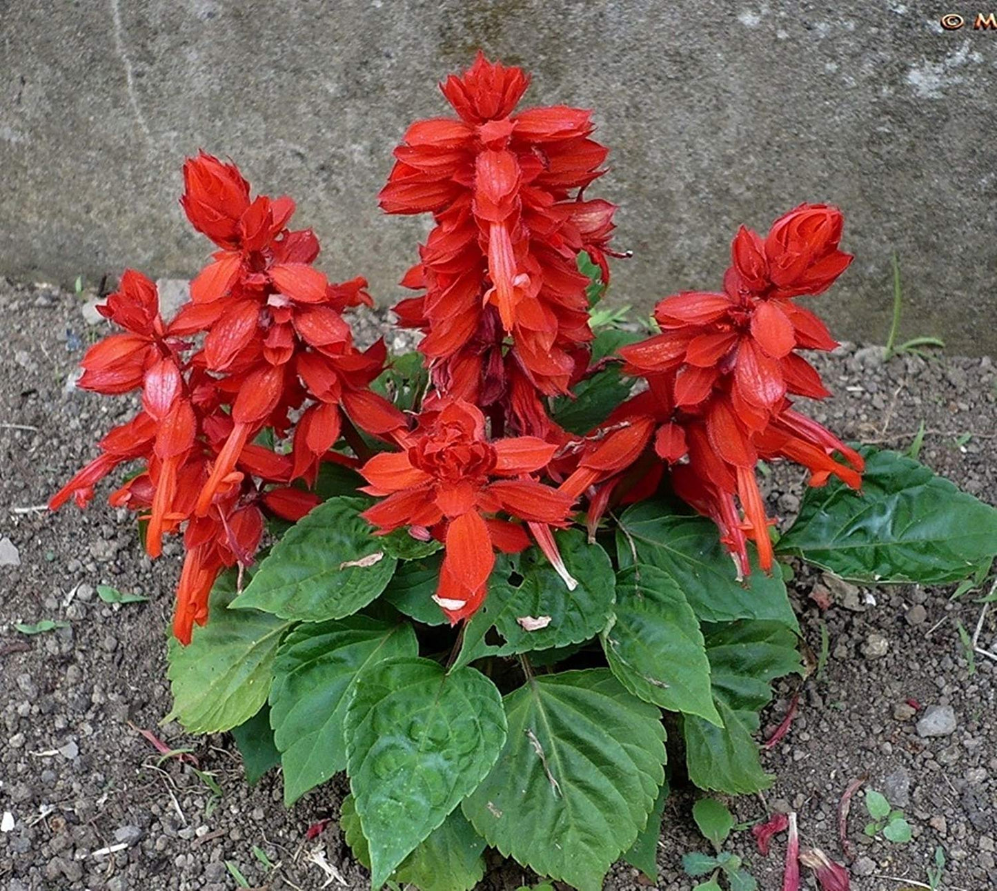 Red Salvia Splendens (St. John's Fire, Scarlet Sage) Flower Seeds