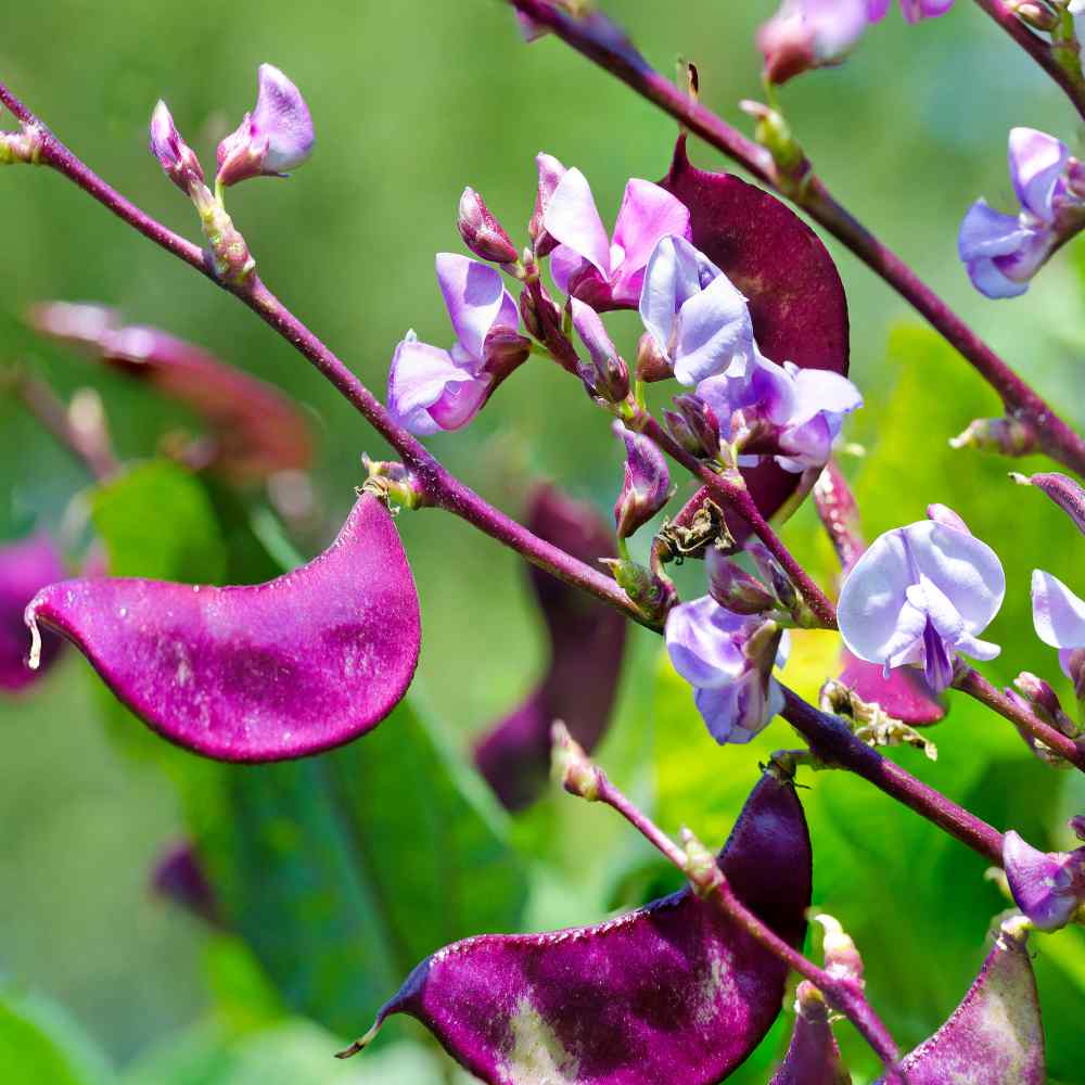 Purple Hyacinth Bean Vegetable Seeds