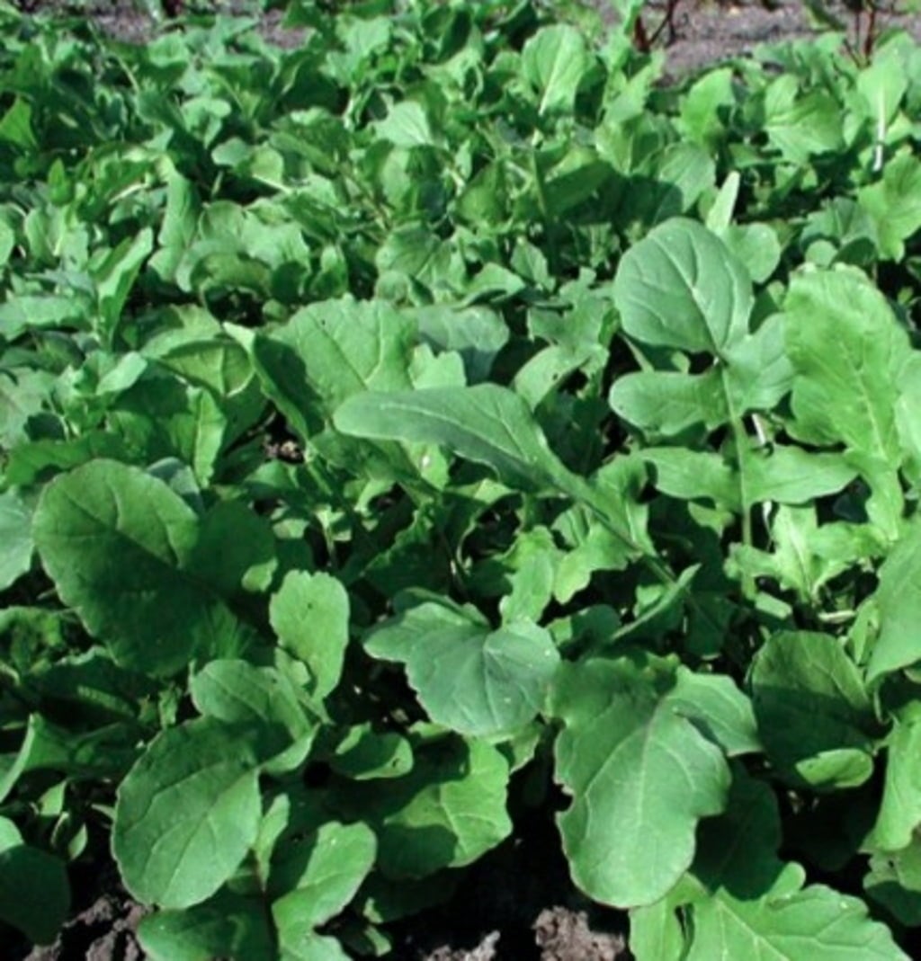 Rucola Coltivata Arugula Cultivated Vegetable Seeds