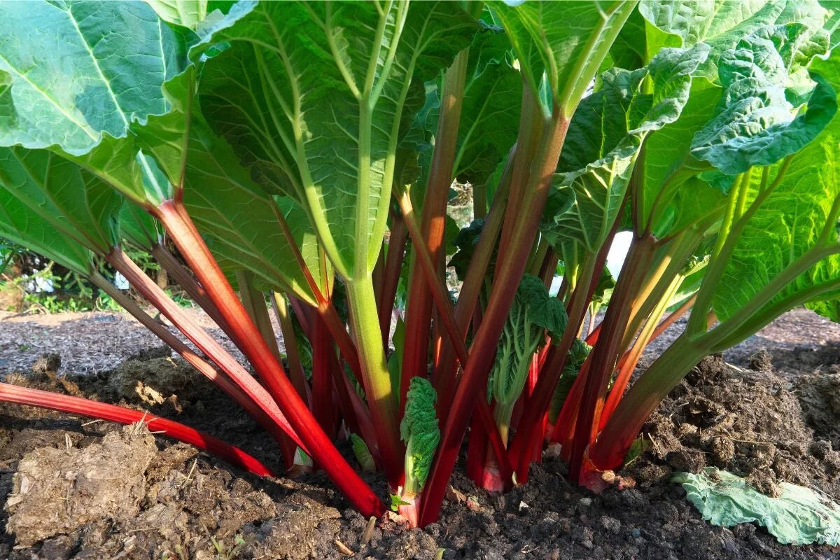 Rhubarb Vegetable Seeds