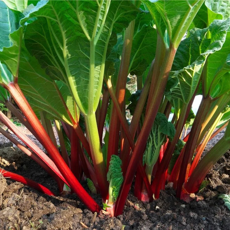 Rhubarb (Rheum) Vegetable Seeds for Planting – Heirloom, Non-GMO, Easy to Grow, Perennial