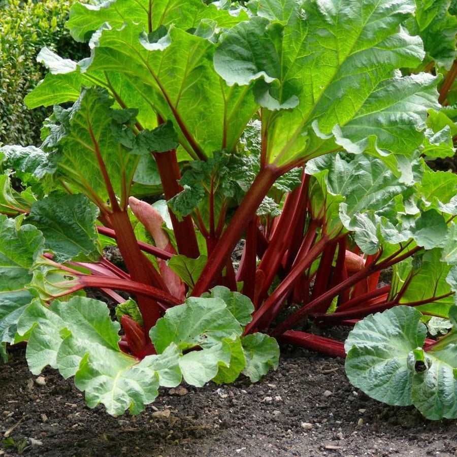 Rhubarb (Rheum) Vegetable Seeds for Planting – Heirloom, Non-GMO, Easy to Grow, Perennial