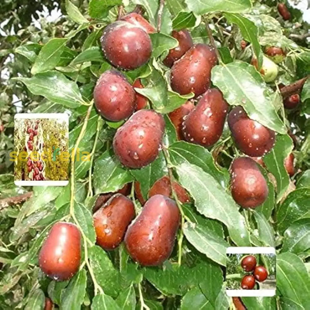 Red Jujube Fruit Seeds for Planting - Grow Your Own Sweet Jujube Trees